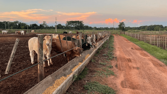 Descripción de la imagen